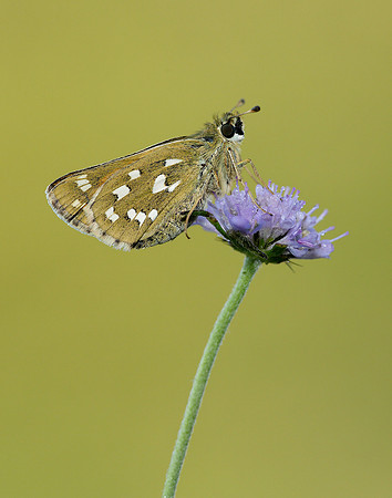 Silver-spotted Skipper Hesperia comma