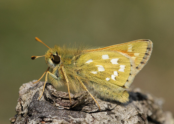 Silver-spotted Skipper Hesperia comma