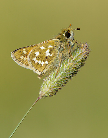 Silver-spotted Skipper Hesperia comma