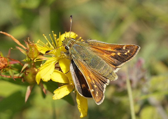 Silver-spotted Skipper Hesperia comma