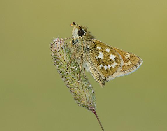 Silver-spotted Skipper Hesperia comma