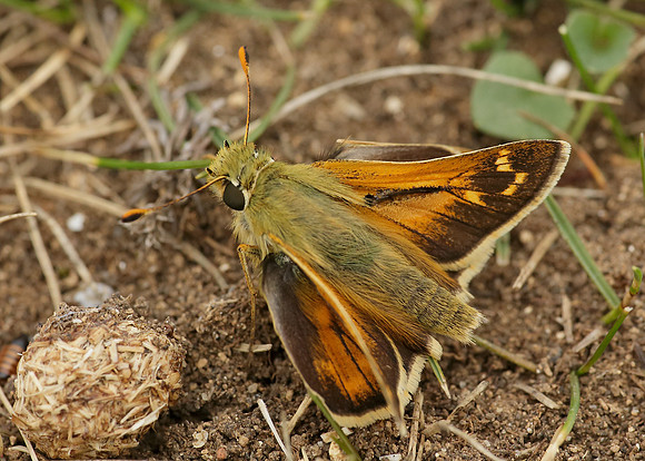 Silver-spotted Skipper Hesperia comma