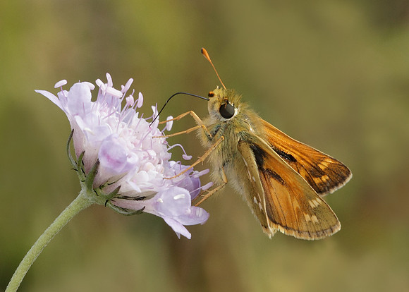 Silver-spotted Skipper Hesperia comma