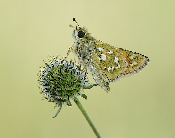Silver-spotted Skipper Hesperia comma