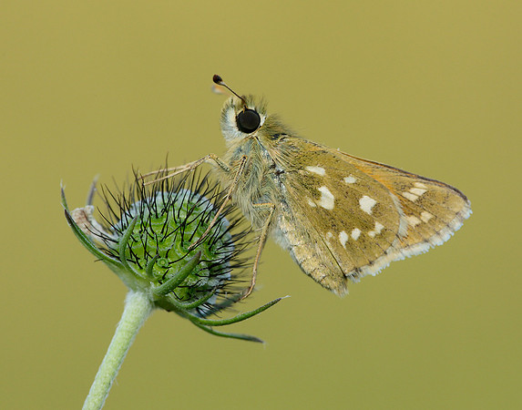 Silver-spotted Skipper Hesperia comma