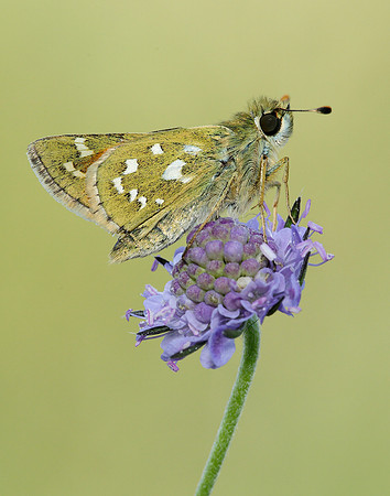 Silver-spotted Skipper Hesperia comma