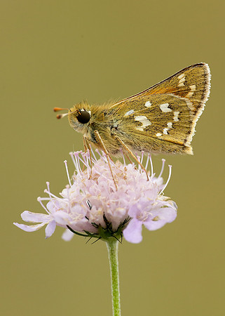Silver-spotted Skipper Hesperia comma