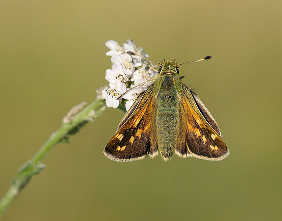 Silver-spotted Skipper Hesperia comma
