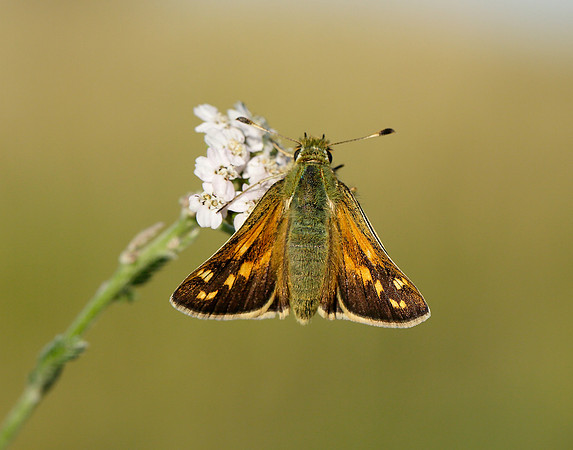 Silver-spotted Skipper Hesperia comma