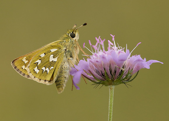 Silver-spotted Skipper Hesperia comma