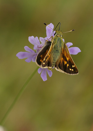 Silver-spotted Skipper Hesperia comma