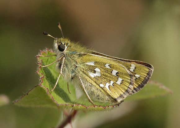 Silver-spotted Skipper Hesperia comma