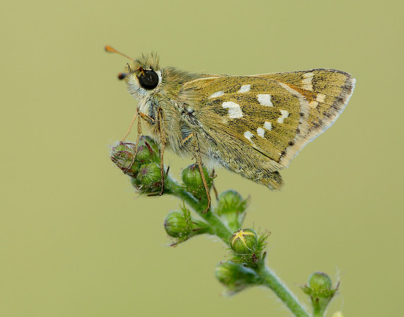 Silver-spotted Skipper Hesperia comma