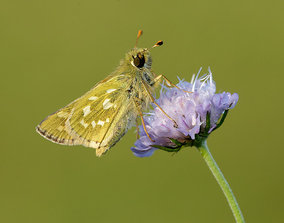 Silver-spotted Skipper Hesperia comma