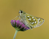 Silver-spotted Skipper Hesperia comma