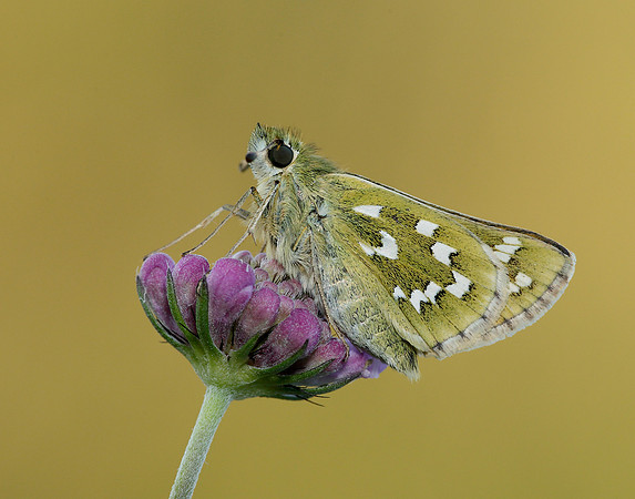 Silver-spotted Skipper Hesperia comma