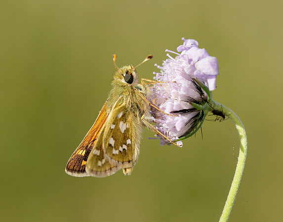 Silver-spotted Skipper Hesperia comma