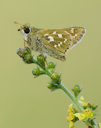 Silver-spotted Skipper Hesperia comma