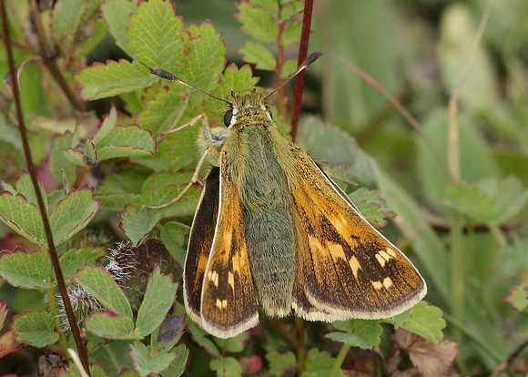 Silver-spotted Skipper Hesperia comma