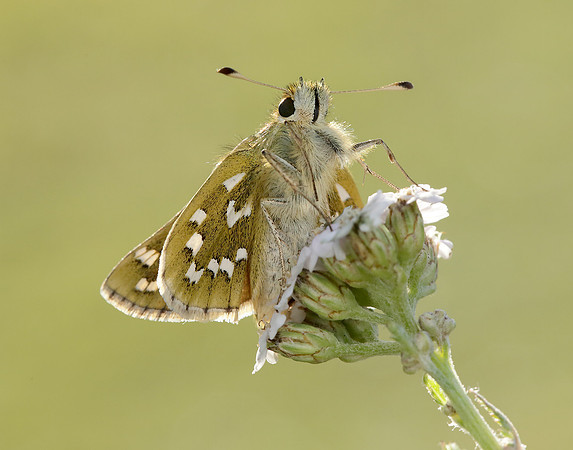 Silver-spotted Skipper Hesperia comma