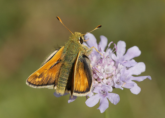 Silver-spotted Skipper Hesperia comma