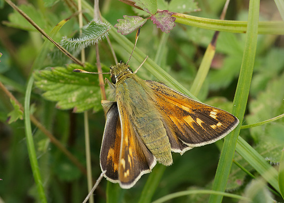 Silver-spotted Skipper Hesperia comma