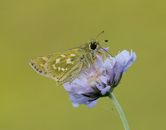 Silver-spotted Skipper Hesperia comma