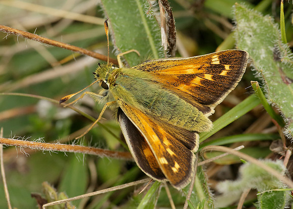Silver-spotted Skipper Hesperia comma
