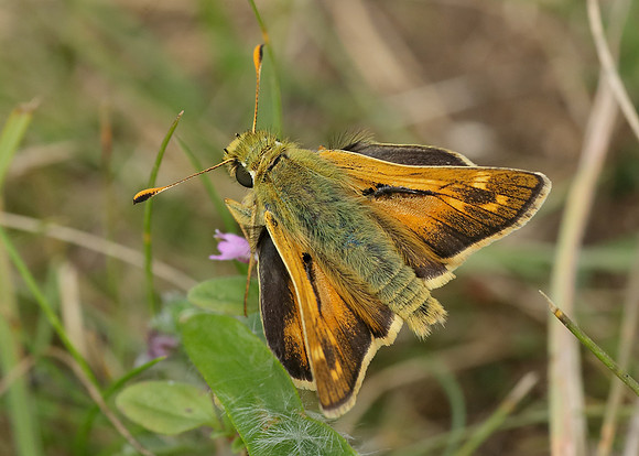 Silver-spotted Skipper Hesperia comma