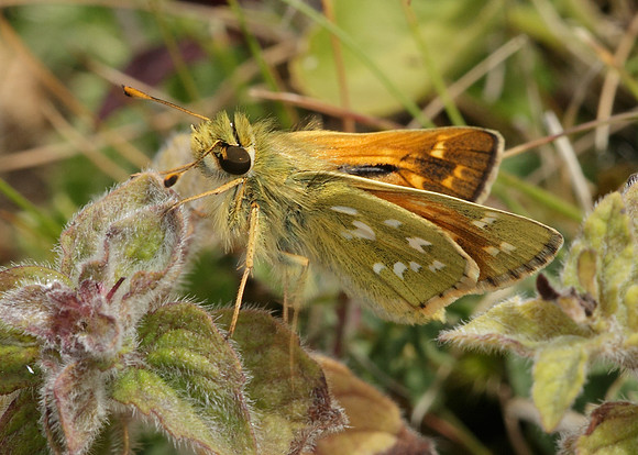 Silver-spotted Skipper Hesperia comma