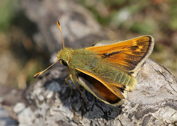 Silver-spotted Skipper Hesperia comma