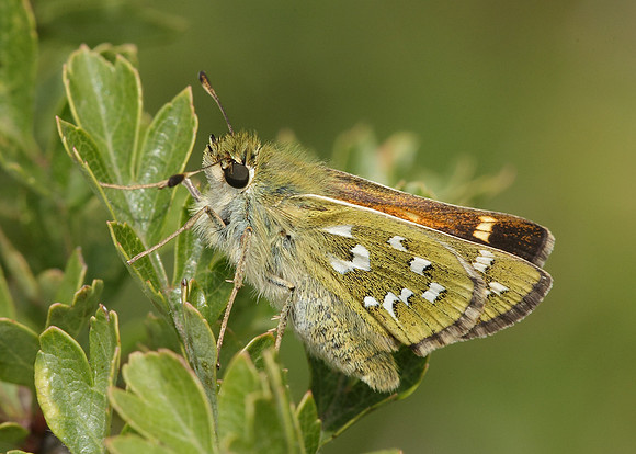 Silver-spotted Skipper Hesperia comma