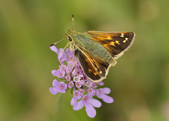 Silver-spotted Skipper Hesperia comma