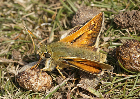 Silver-spotted Skipper Hesperia comma