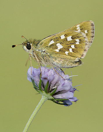 Silver-spotted Skipper Hesperia comma