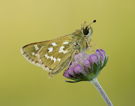 Silver-spotted Skipper Hesperia comma