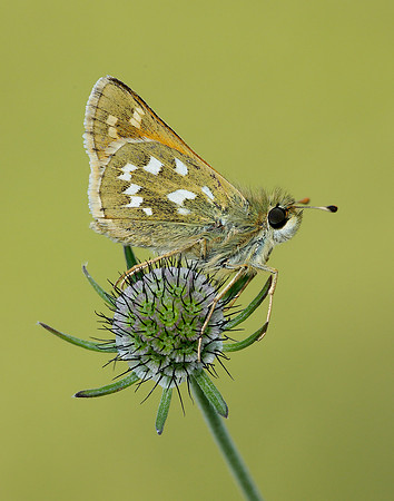 Silver-spotted Skipper Hesperia comma