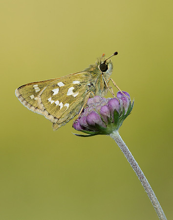 Silver-spotted Skipper Hesperia comma