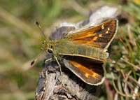 Silver-spotted Skipper Hesperia comma