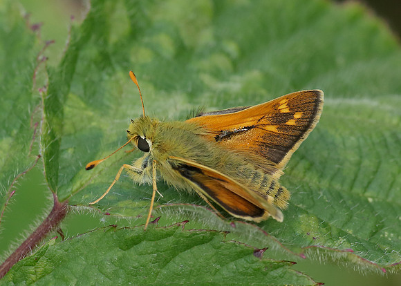 Silver-spotted Skipper Hesperia comma