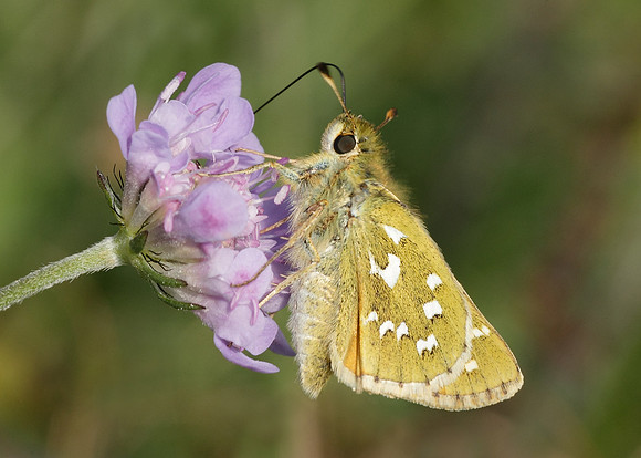 Silver-spotted Skipper Hesperia comma