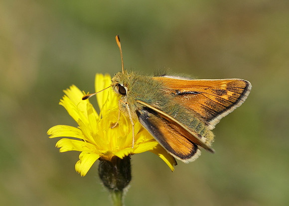 Silver-spotted Skipper Hesperia comma