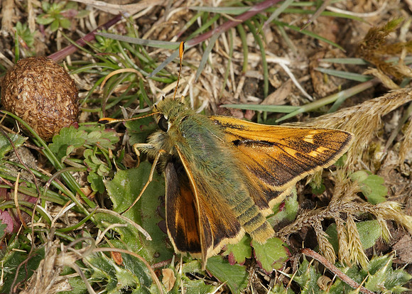 Silver-spotted Skipper Hesperia comma