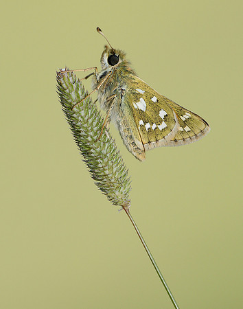 Silver-spotted Skipper Hesperia comma