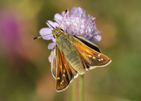 Silver-spotted Skipper Hesperia comma