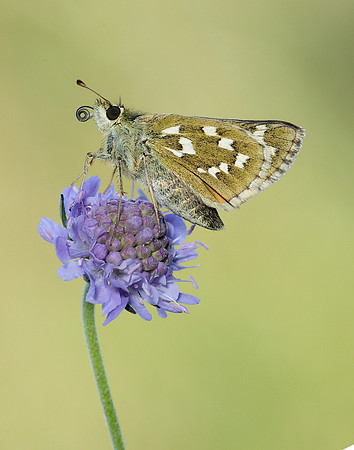Silver-spotted Skipper Hesperia comma