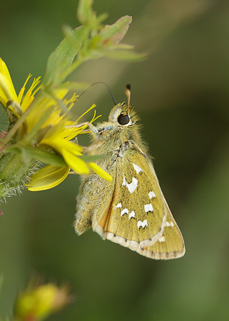 Silver-spotted Skipper Hesperia comma