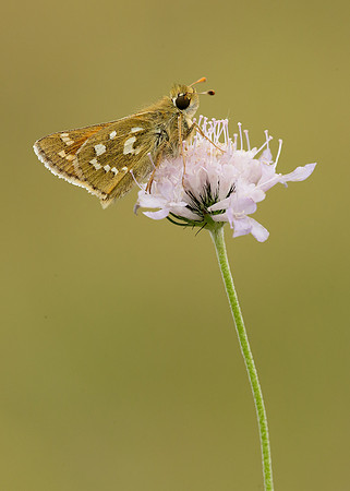 Silver-spotted Skipper Hesperia comma