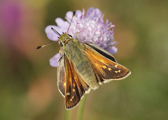 Silver-spotted Skipper Hesperia comma