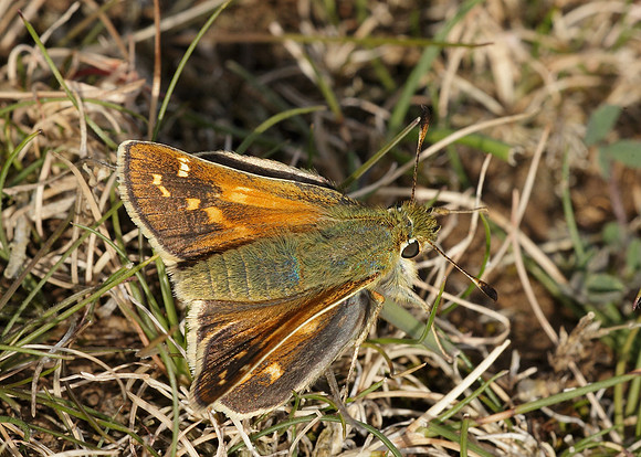 Silver-spotted Skipper Hesperia comma